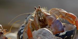 hermit crab