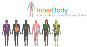 Inner Body