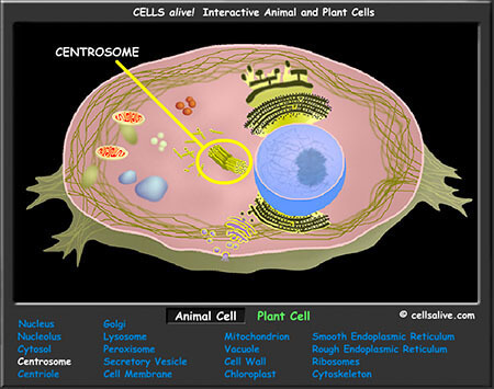 cell_model