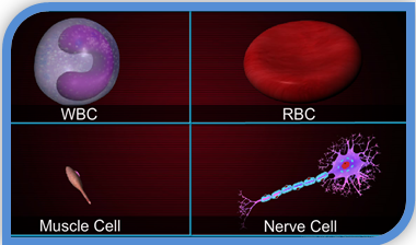 types of cells_1416395415594