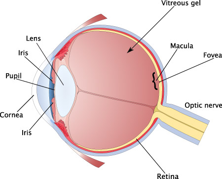 #thedress and the science behind it