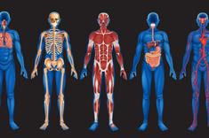 Body Systems