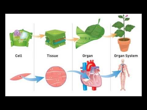 Sci 7-Cells & Levels of Organization Interactives