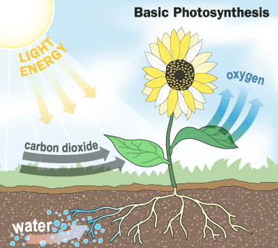Sci 7-Photosynthesis Videos & Interactives