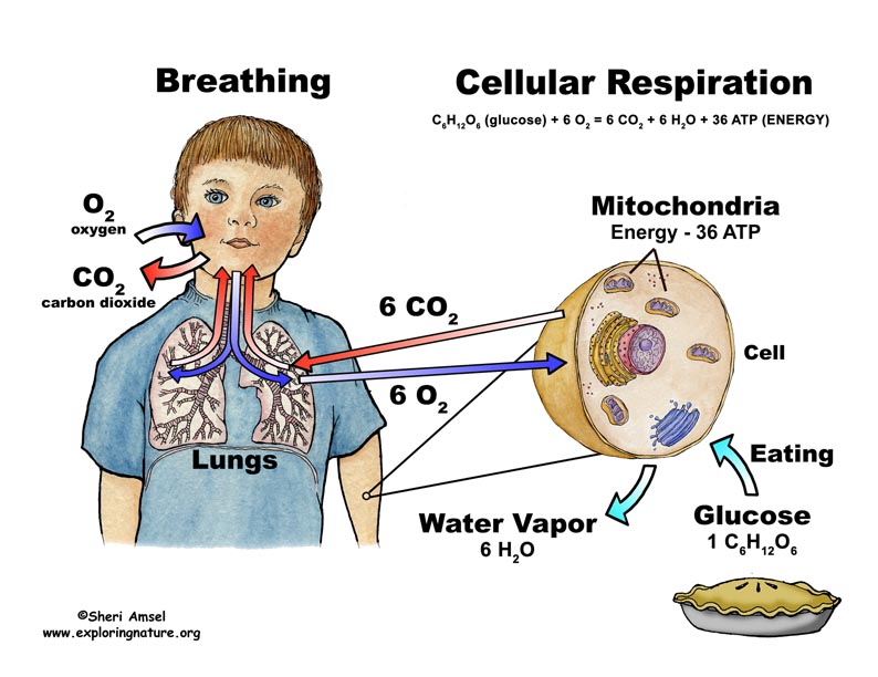 Science 7 Vocab-Cellular Respiration