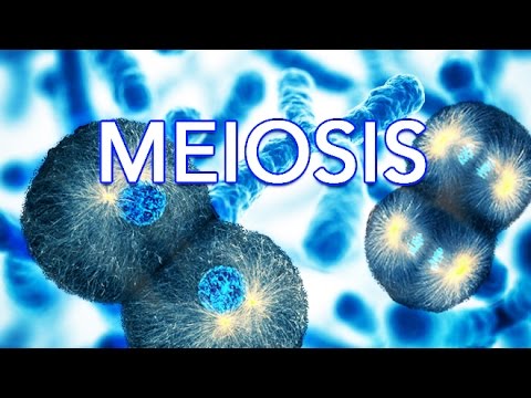 Science 7 Vocab-Meiosis