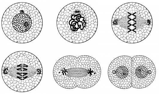 Science 7 Vocab-Cell Division/Mitosis