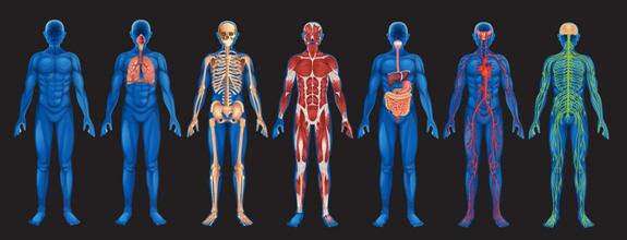 Science 7-Body Systems