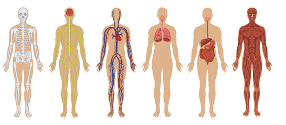Science 7-Body Systems Vocab