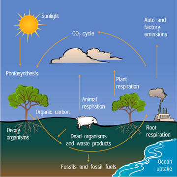 Carbon Cycle Vocab